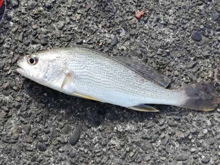 太刀魚は細い、イシモチは小さい。ヒラメはソゲる